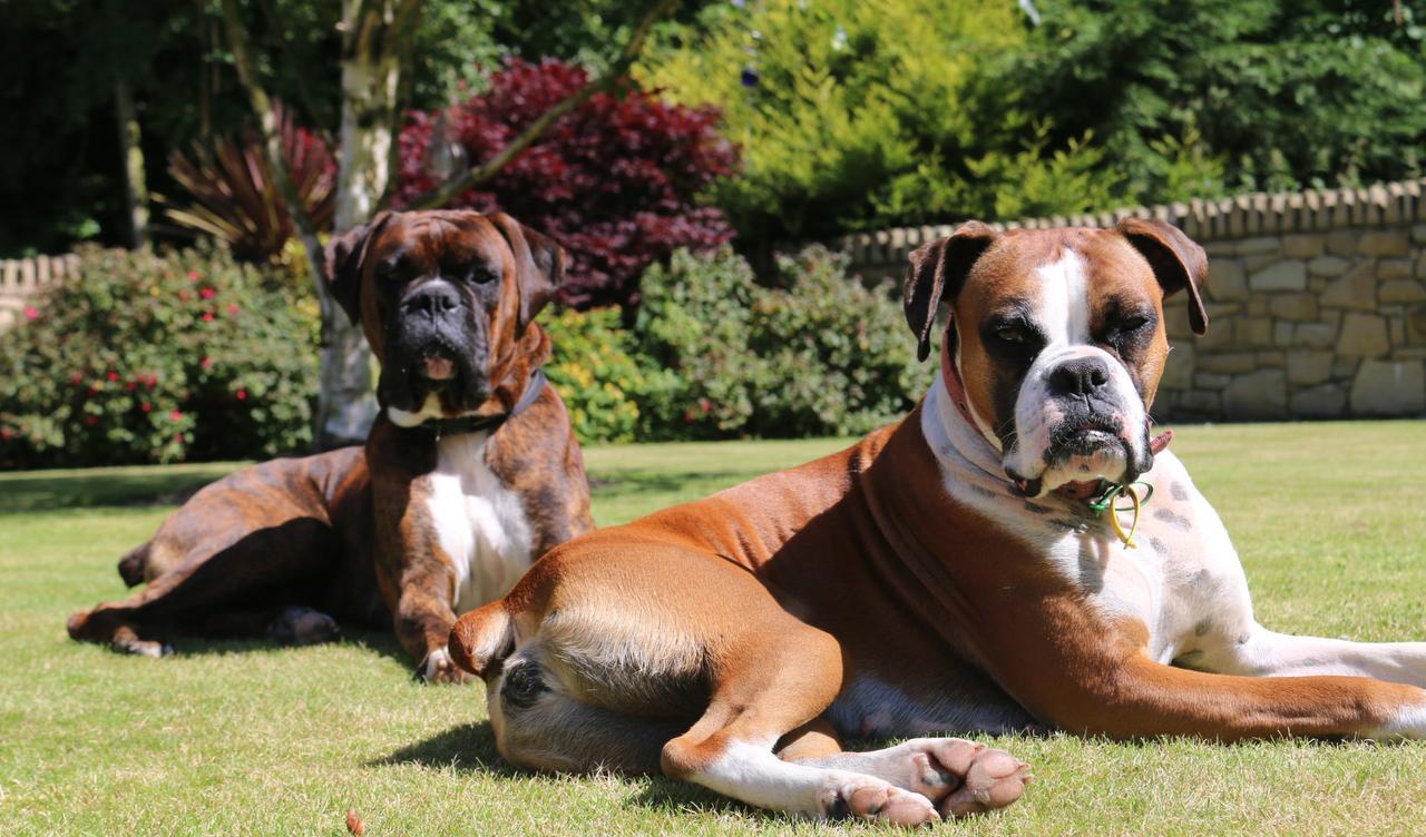Feetnpaws Bed & Breakfast Portaferry Bagian luar foto
