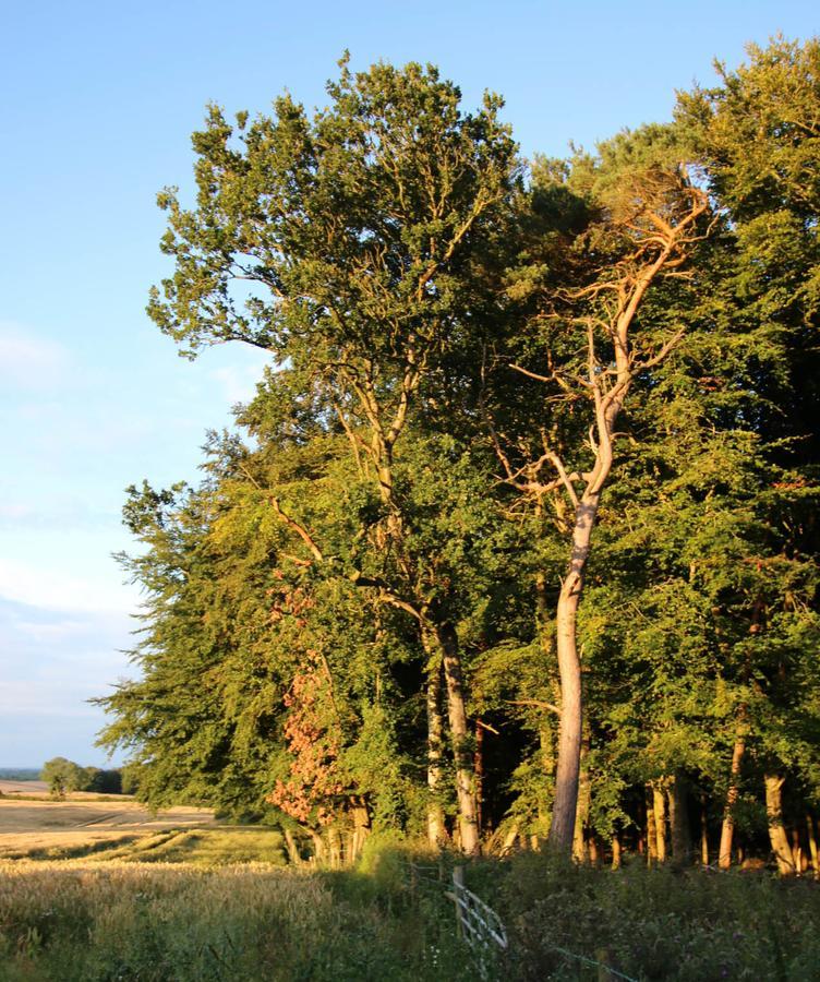 Feetnpaws Bed & Breakfast Portaferry Bagian luar foto